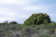 Leucospermum conocarpodendron