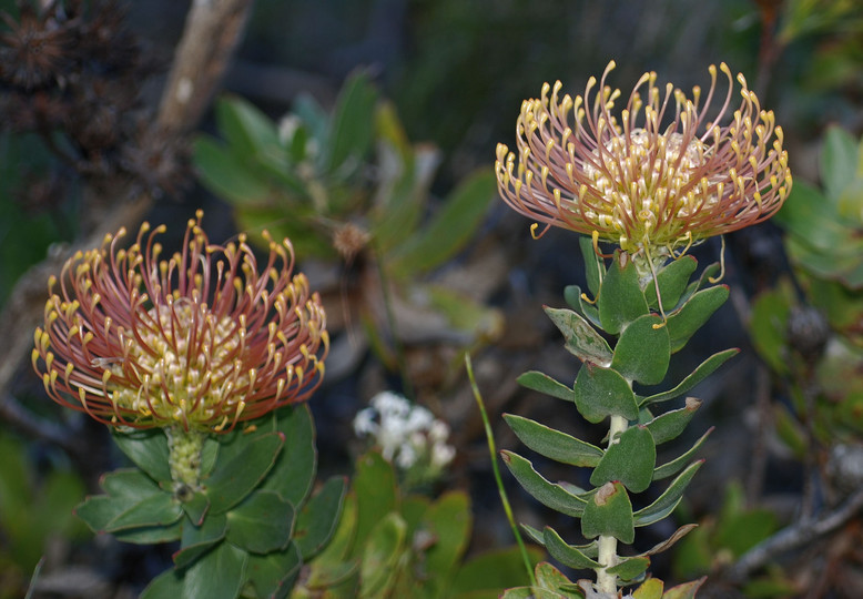 Leucospermum cordifolium