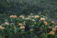 Leucospermum cordifolium