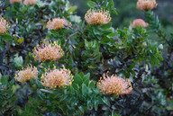 Leucospermum cordifolium