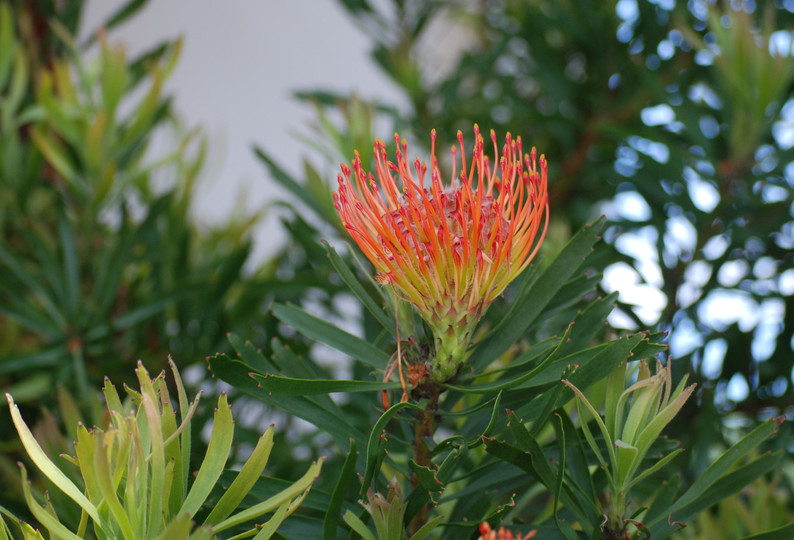 Leucospermum sp.4