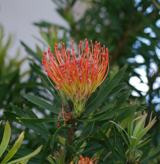 Leucospermum sp.4