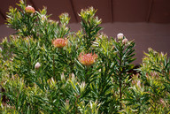 Leucospermum sp.4