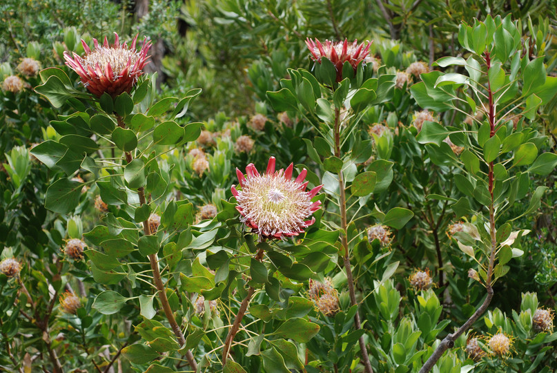 Protea cynaroides