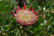 Protea cynaroides