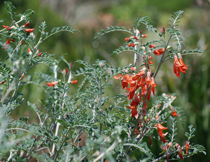 Lessertia frutescens 