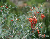 Lessertia frutescens 