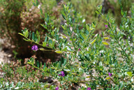 Podalyria buxifolia