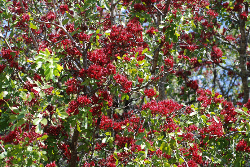 Schotia brachypetala