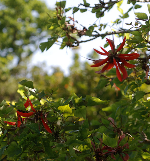 Erythrina lysistemon