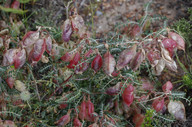 Lessertia frutescens 