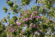 Psoralea aculeata