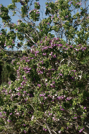 Psoralea aculeata