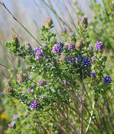 Otholobium bracteolatum