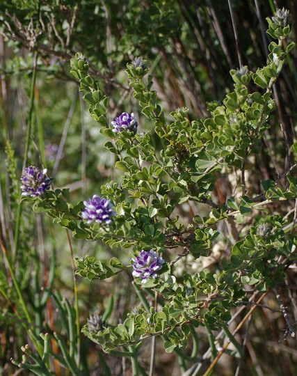 Otholobium bracteolatum