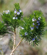 Psoralea pinnata