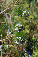 Psoralea pinnata