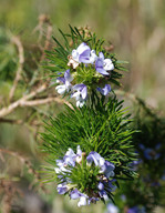 Psoralea pinnata