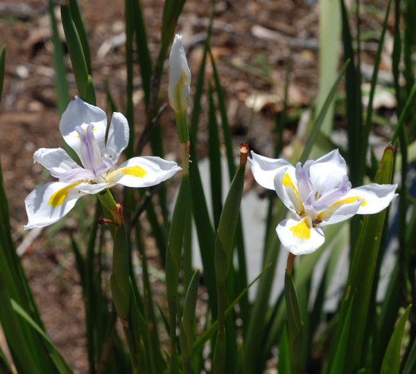 Moraea grandiflora