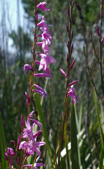 Watsonia borbonica