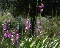 Watsonia borbonica