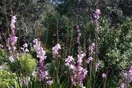 Watsonia borbonica