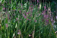 Watsonia sp.1