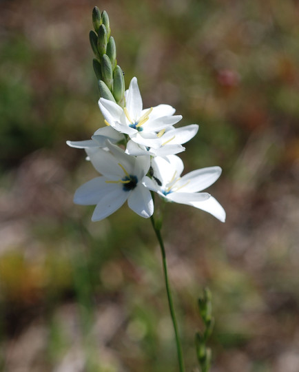 Ixia sp.