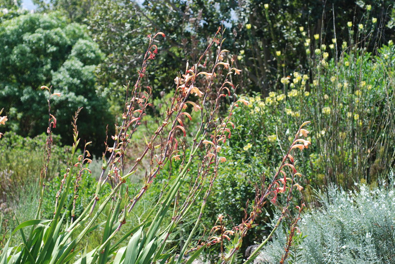 Watsonia sp.2