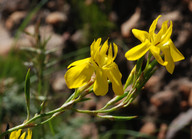 Moraea ramosissima 