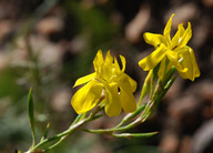 Moraea ramosissima 