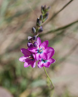 Ixia polystachya