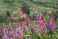 Watsonia borbonica