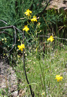 Moraea ramosissima