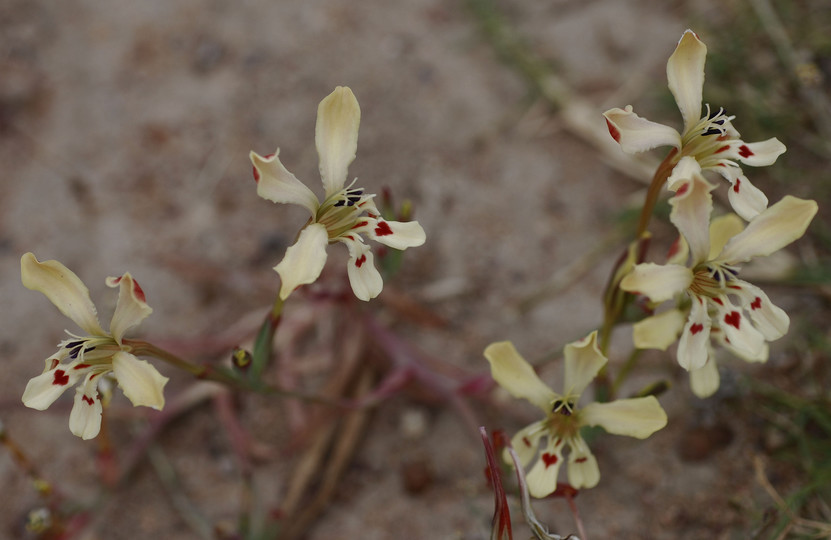 Babiana tubiflora?