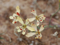 Babiana tubiflora?