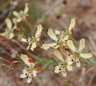 Babiana tubiflora?