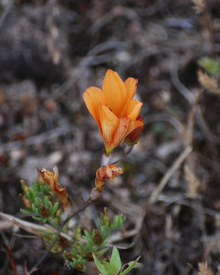 Tritonia crocata