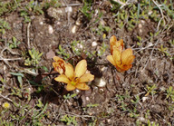 Tritonia crocata