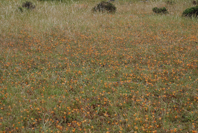 Tritonia crocata