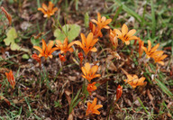 Tritonia crocata