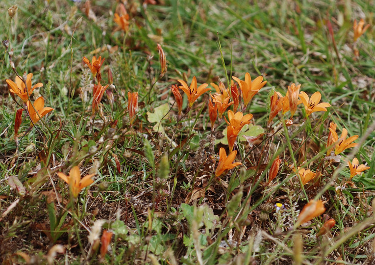 Tritonia crocata