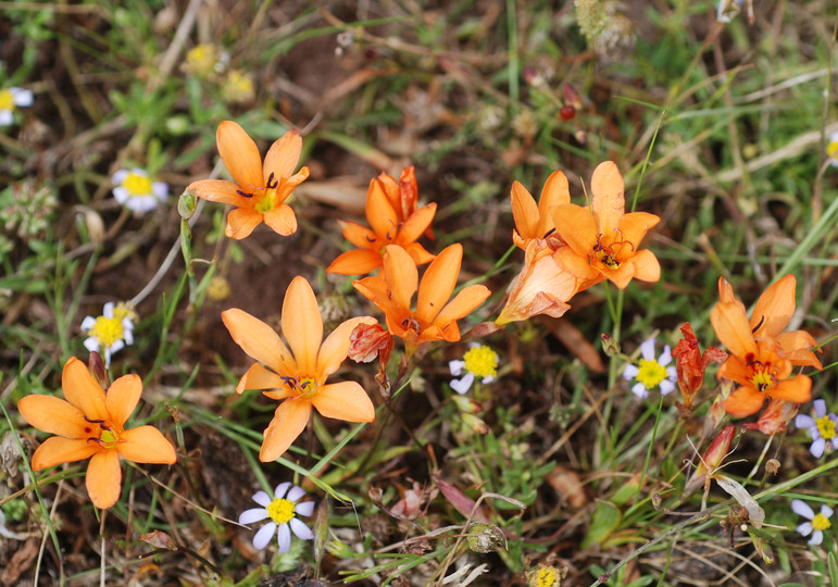 Tritonia crocata