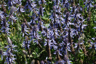 Plectranthus neochilus