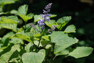 Plectranthus zuluensis