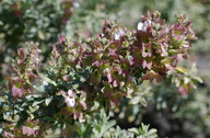 Salvia lanceolata?