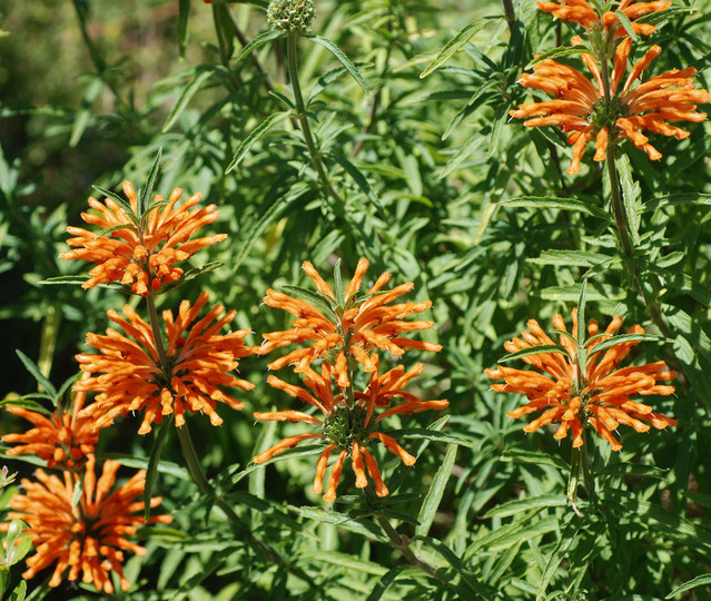 Leonotis leonurus