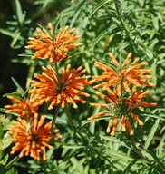 Leonotis leonurus