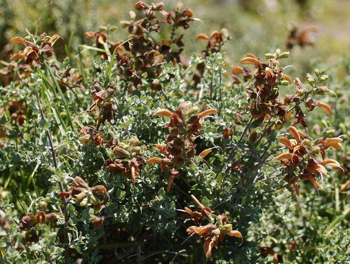 Salvia africana-lutea