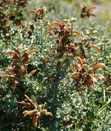 Salvia africana-lutea